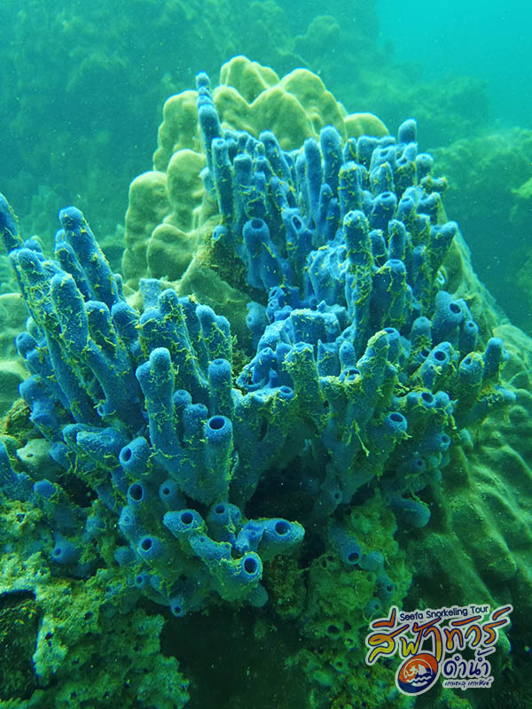 ปะการังฟองน้ำ